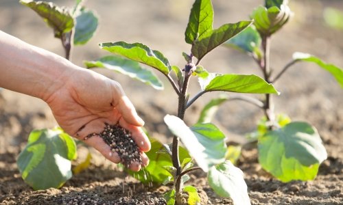 Wide Variety of Plants at FarmGro FreshMart